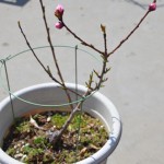 ネクタリン発芽から736日、つぼみが付きました