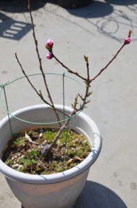 ネクタリン発芽から736日、つぼみが付きました