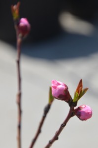 ネクタリンの蕾