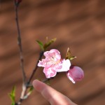 ネクタリンの開花はじまる＠2012年4月4日