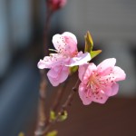 開花1日目に、ふたつの蕾が開いた