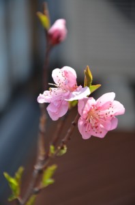 開花1日目に、ふたつの蕾が開いた