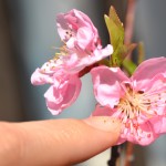 いちおう、こしょこしょしておく