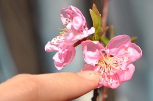 いちおう、こしょこしょしておく