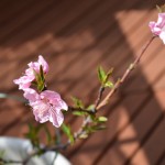 ネクタリン満開