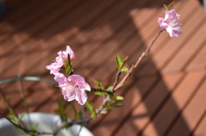 ネクタリン満開