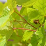 ブドウ・ベリーＡの蕾