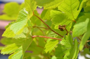 ブドウ・ベリーＡの蕾