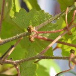 ツルと一体になったような蕾も