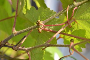 ツルと一体になったような蕾も