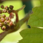 ブドウのつぼみ