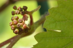 ブドウのつぼみ