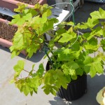 黒ブドウのベリーＡ、発芽から4年（1472日目）