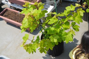 黒ブドウのベリーＡ、発芽から4年（1472日目）