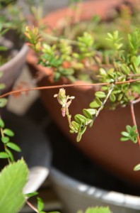 クランベリーのつるの先に、蕾がついた