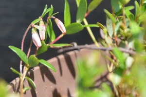 うすいピンクに色づく、クランベリーのつぼみ