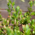 発芽から1491日目