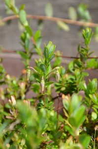 発芽から1491日目