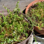 クランベリー4年目の春