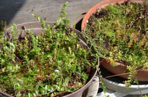 クランベリー4年目の春