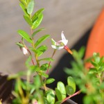 クランベリー開花