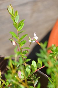 クランベリー開花