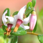 花の中心の赤い皮がめくれて、白いめしべが見える