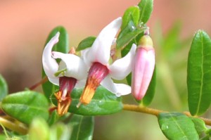 花の中心の赤い皮がめくれて、白いめしべが見える