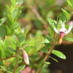 バナナみたいなクランベリーの花