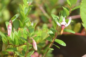 バナナみたいなクランベリーの花
