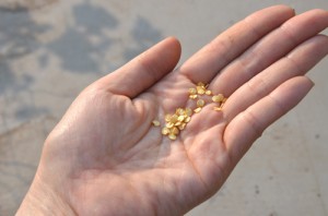 種まきは2012年5月8日