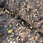 唐辛子の種を、プランターに条まき（すじまき）