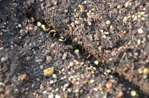 唐辛子の種を、プランターに条まき（すじまき）