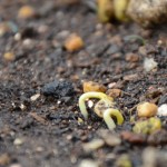 唐辛子（かぐらなんばん）の発芽