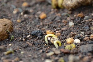 唐辛子（かぐらなんばん）の発芽