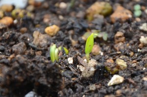 神楽南蛮の発芽