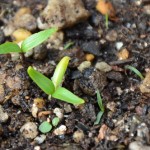 かぐらなんばんの双葉