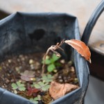 ミラクルフルーツ、冬越せず