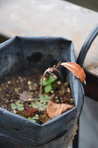 ミラクルフルーツ、冬越せず