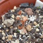 冬の室内は寒すぎたようです…