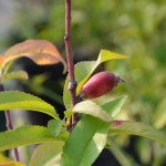 ネクタリンに実が付いた！