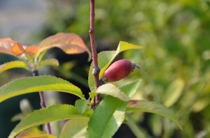 ネクタリンに実が付いた！