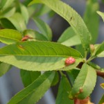 ネクタリンの葉に、ピンクのもこもこ