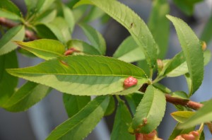 ネクタリンの葉に、ピンクのもこもこ