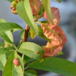 ネクタリンのちぢれた葉