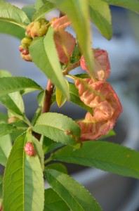 ネクタリンのちぢれた葉