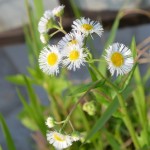 ハルジオンが咲いた