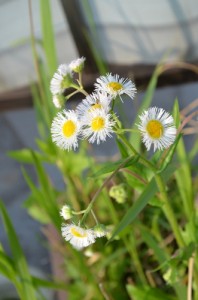 ハルジオンが咲いた