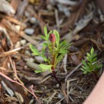 こぼれ種のマリーゴールド