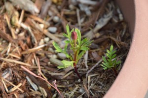 こぼれ種のマリーゴールド